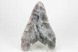 7.4" Realistic, Carved Green/Purple Fluorite Megalodon Tooth - Replica - Photo 3